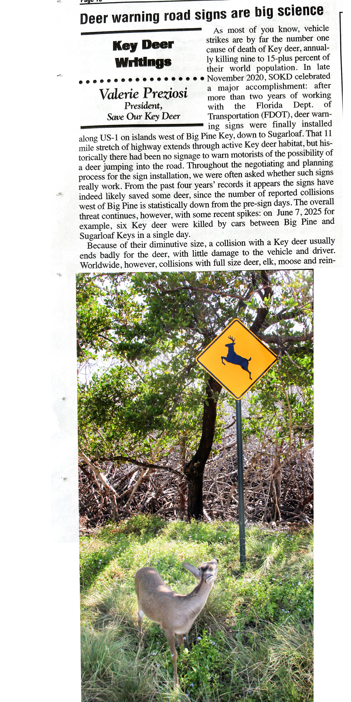 Deer warning signs are a big science (7/4/25) | Save Our Key Deer